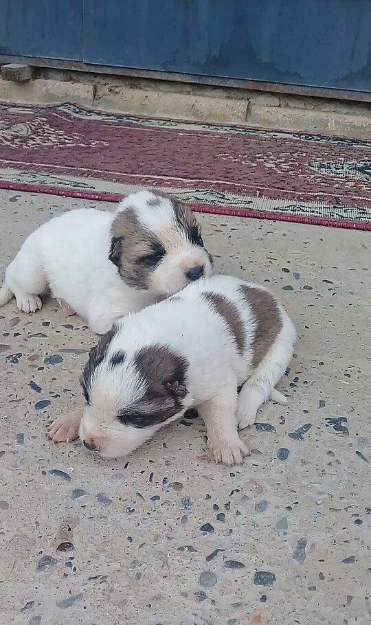 Atasi Dagistan Anasi yerli coban itidir 3ude disidir almag fikrinde ol