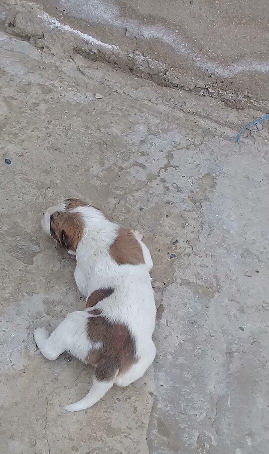 Atasi Dagistan Anasi yerli coban itidir 3ude disidir almag fikrinde ol