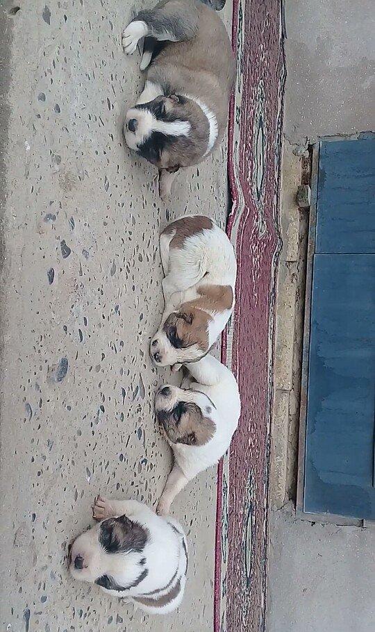 Atasi Dagistan Anasi yerli coban itidir 3ude disidir almag fikrinde ol