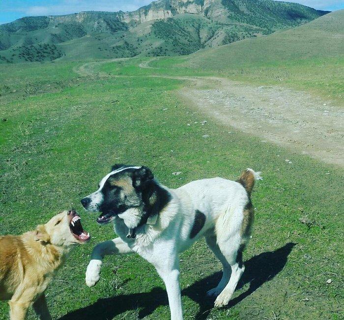 salam it satlir qurd basardi 18 ayliqdi körpeliyinden ozumde olub Zaka