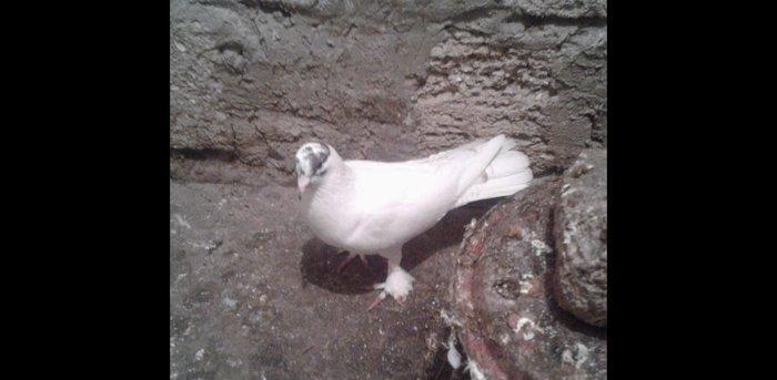 Gozu xalli badam lalak enni quyruq 17 tuk hundur uzun erkakdi