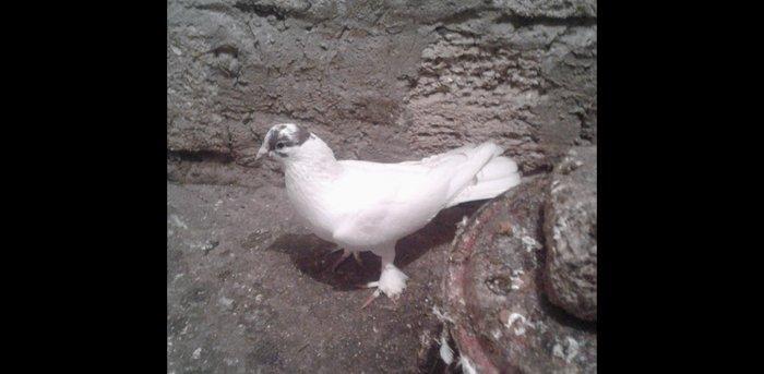 Gozu xalli badam lalak enni quyruq 17 tuk hundur uzun erkakdi