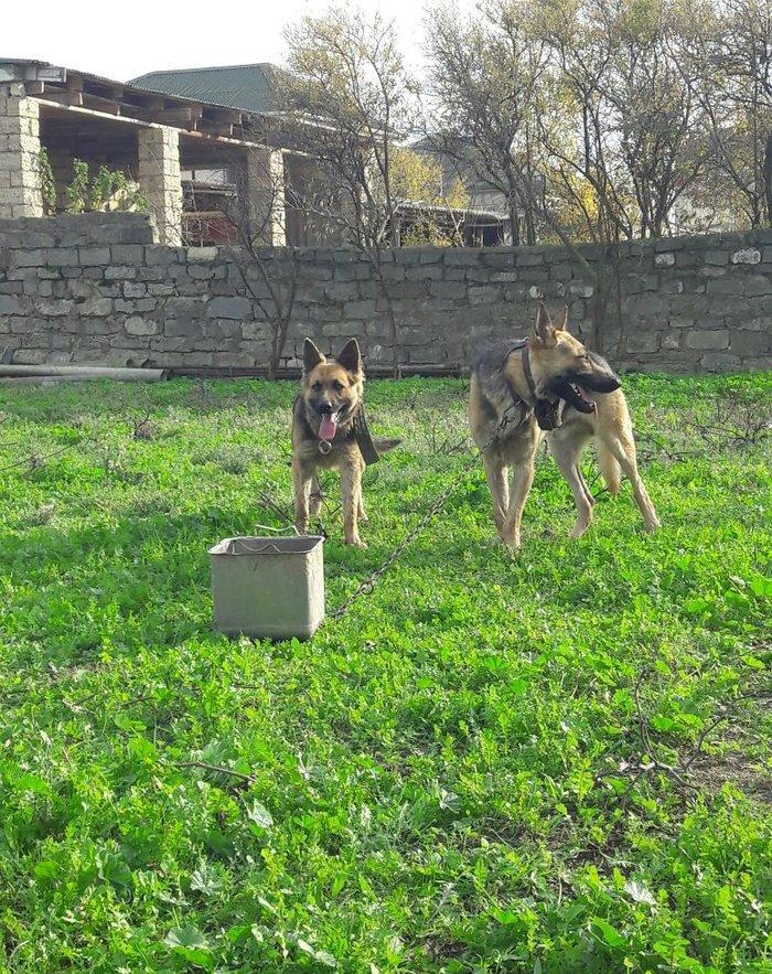salam tecili satilir xarice gedirem ona gore bala vaxtindan ozumde olu