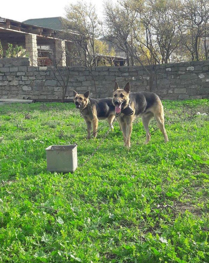 salam tecili satilir xarice gedirem ona gore bala vaxtindan ozumde olu