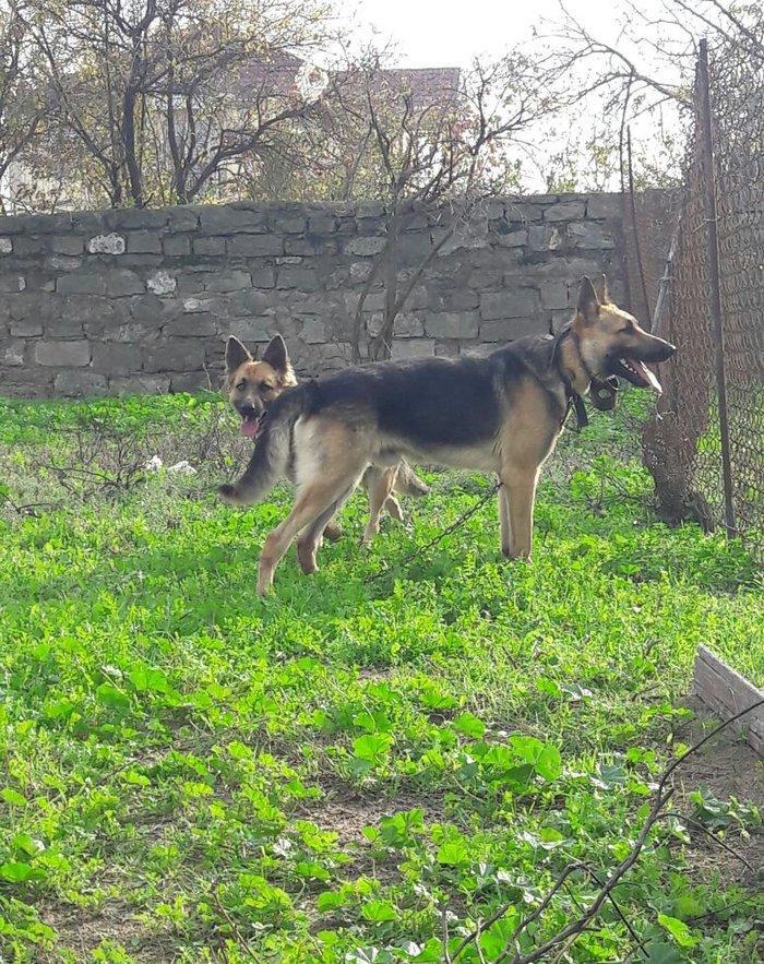 salam tecili satilir xarice gedirem ona gore bala vaxtindan ozumde olu