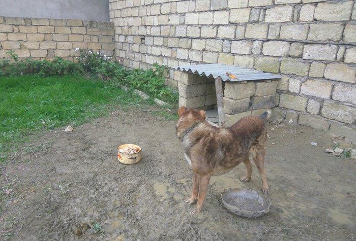 Coban iti adamcildi baxa bilmirem 7-8 dene toyugla barter ederem axran