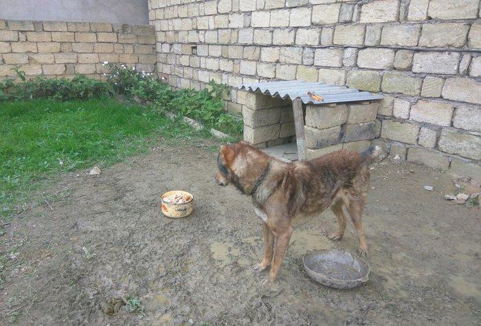 Coban iti adamcildi baxa bilmirem 7-8 dene toyugla barter ederem axran