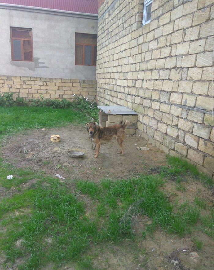 Coban iti adamcildi baxa bilmirem 7-8 dene toyugla barter ederem axran