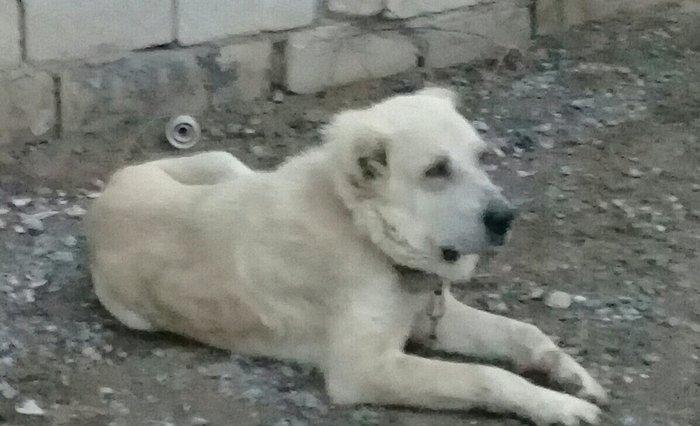 Yerli coban itinen alabayin qarisigidir erkeydir 3yasi var hem heyet u