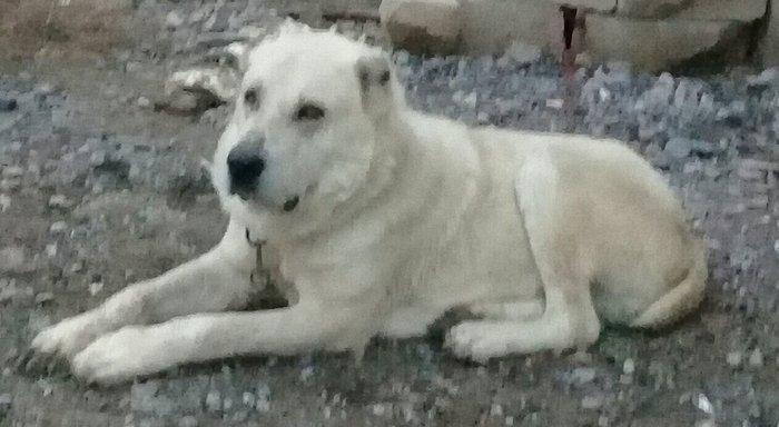 Yerli coban itinen alabayin qarisigidir erkeydir 3yasi var hem heyet u