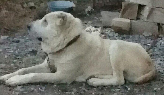 Yerli coban itinen alabayin qarisigidir erkeydir 3yasi var hem heyet u