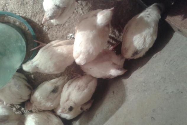 20gunluk texas sortu (ag etlik ) bildircinler satiwda temiz cins heyva