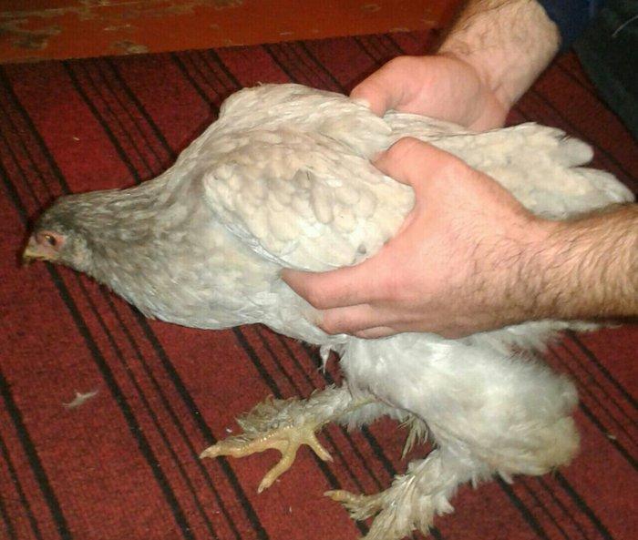 fere xoruz dord ayliq bramalar cutunun qiymeti 80 manat