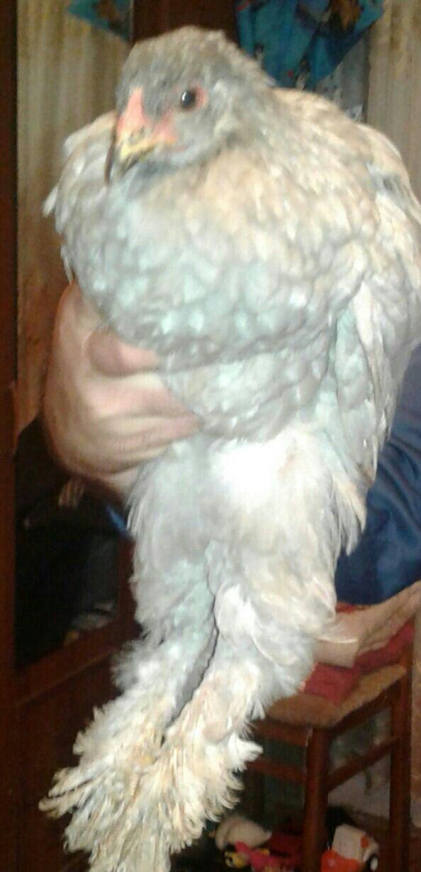 fere xoruz dord ayliq bramalar cutunun qiymeti 80 manat