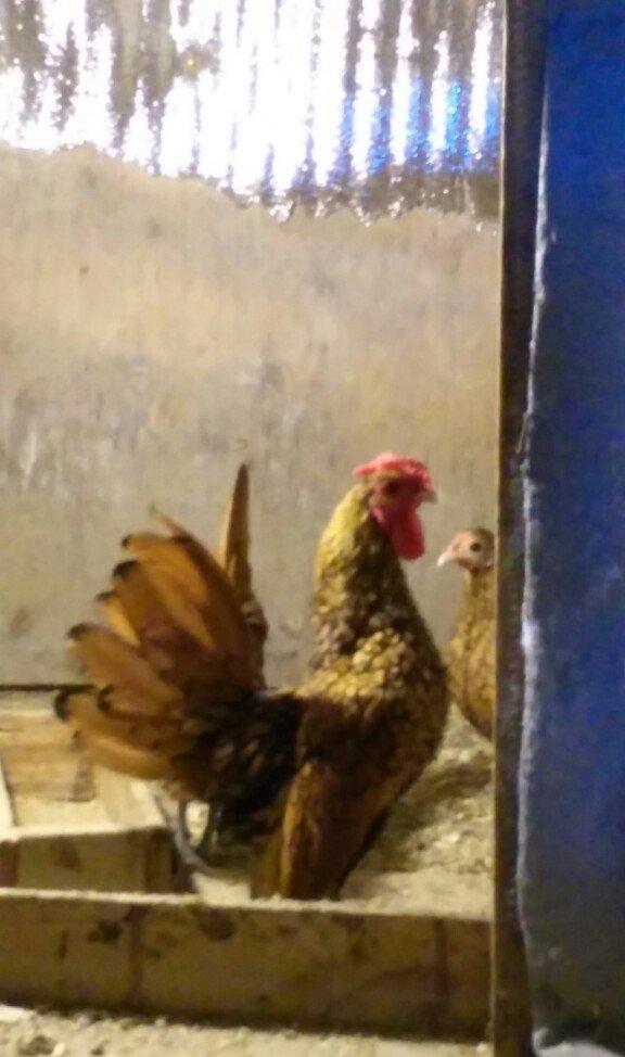 sibirayt xoruz super heyvandi 8 ayliqdi 50 man ariginal heyvandi