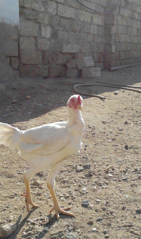 temiz türk beçeler 4 ayliqdilar super beçelerdi 30 man düm ağdilar