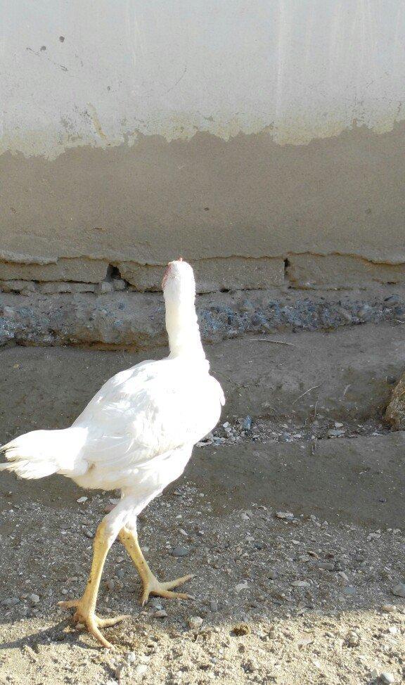 temiz türk beçeler 4 ayliqdilar super beçelerdi 30 man düm ağdilar