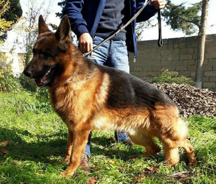 satlir elevae mellumat ucun whatsap ve ya telde elaqe saglaya bilersiz