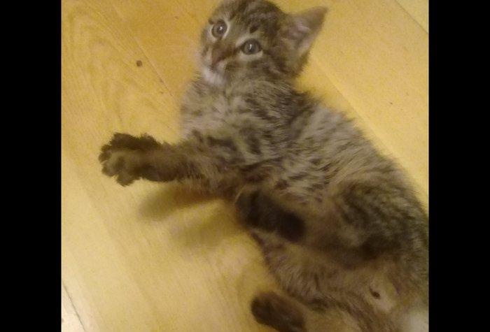 Котенок мальчик в Добрые руки, очень ласковый, добрый котенок, в