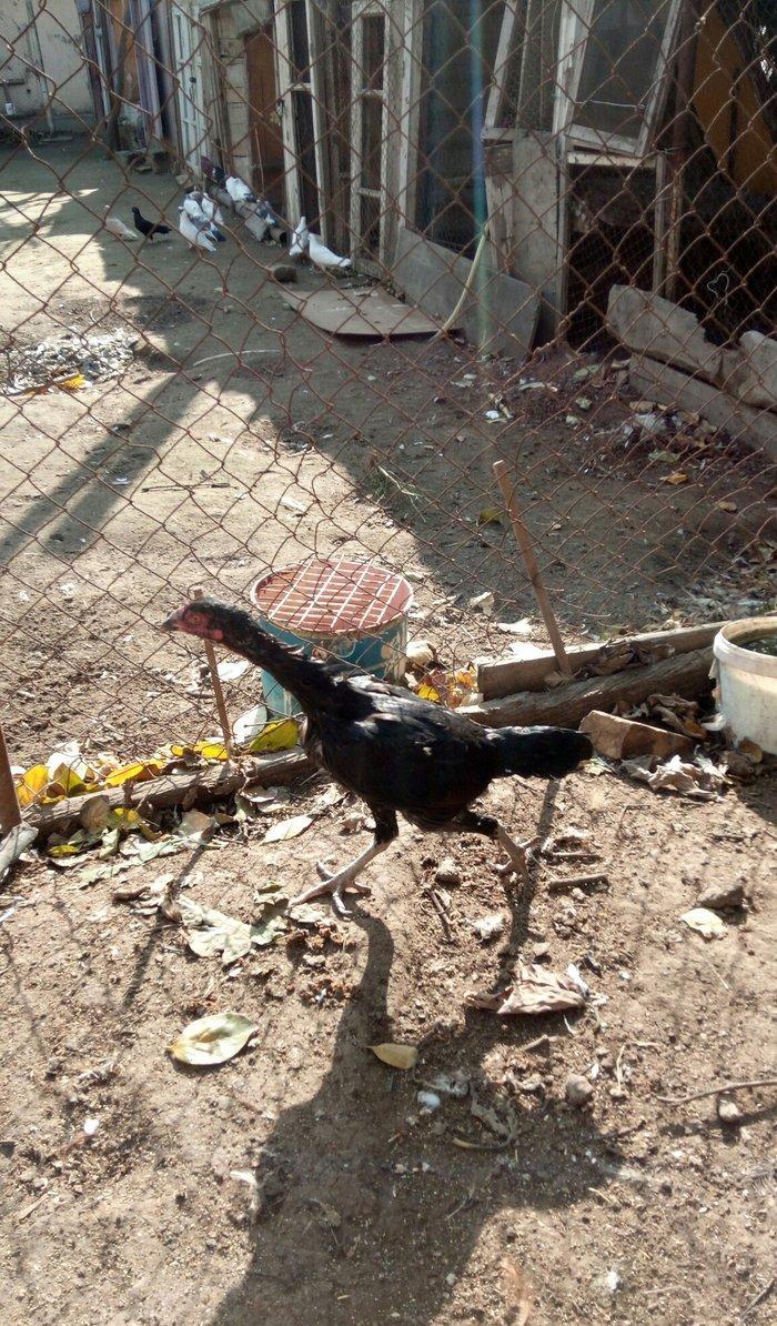 Salam Tam Sağlamdı 1 ili tamam olub Feredi 50 AZN watsaap