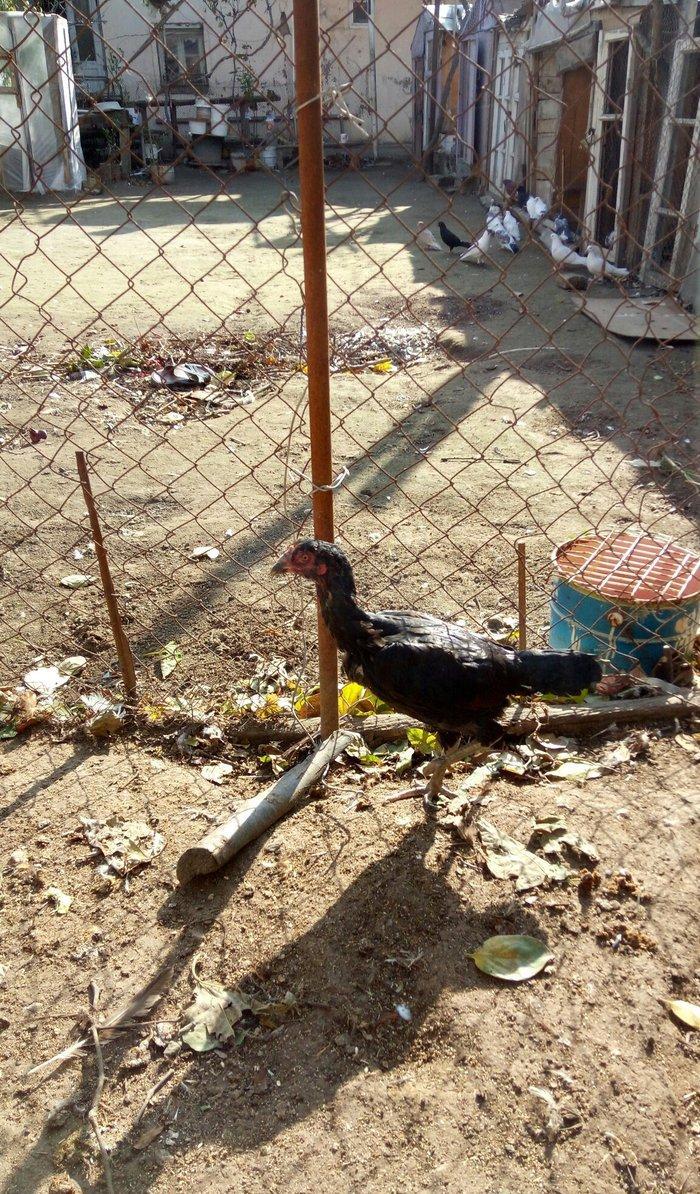 Salam Tam Sağlamdı 1 ili tamam olub Feredi 50 AZN watsaap