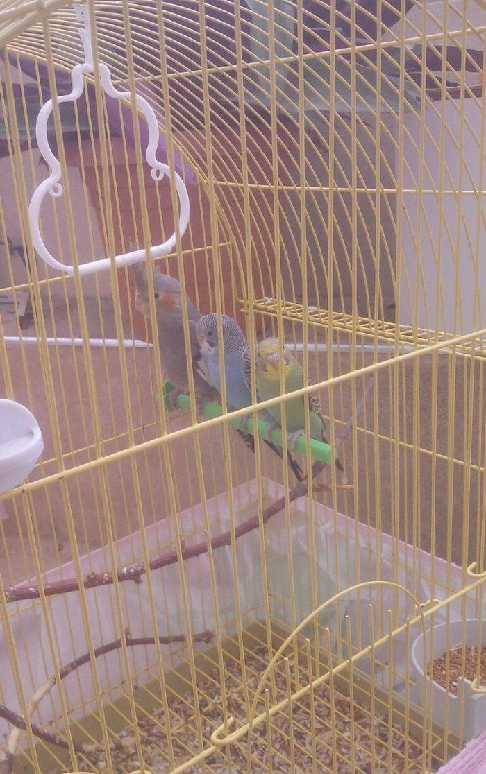 Korella və volnisti balaları korella 35 volnisti 10 azn