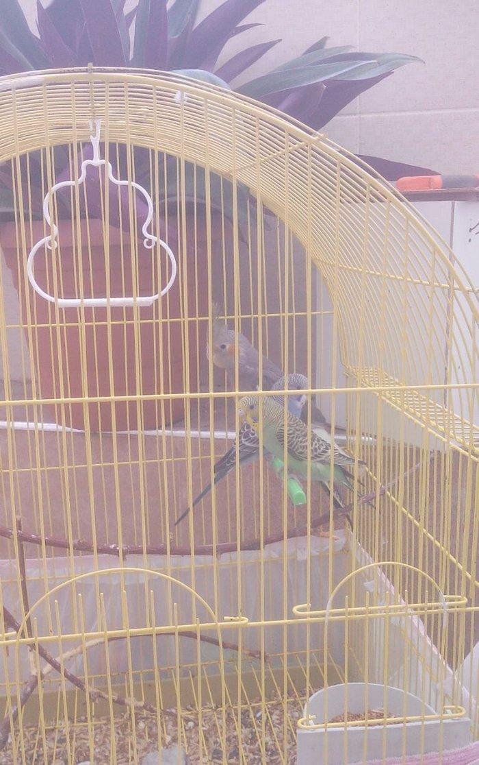 Korella və volnisti balaları korella 35 volnisti 10 azn