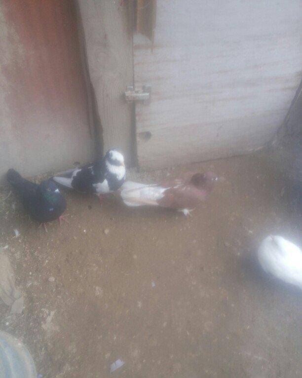 bu 5 qus satilir. tam saqlamdı.optovoy 17 manat.tek tek 4 manatdan ist