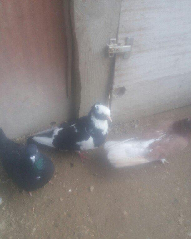 bu 5 qus satilir. tam saqlamdı.optovoy 17 manat.tek tek 4 manatdan ist