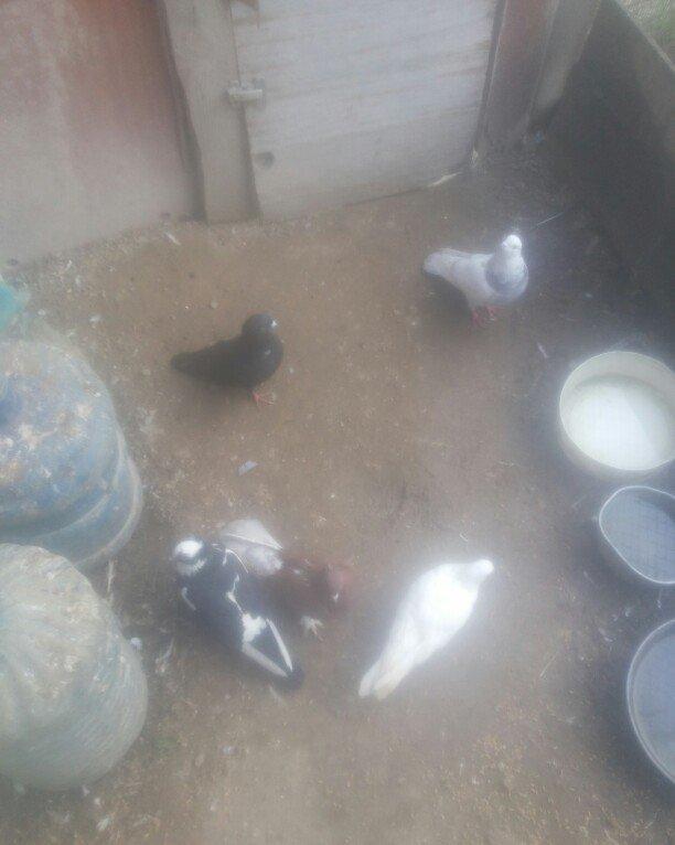 bu 5 qus satilir. tam saqlamdı.optovoy 17 manat.tek tek 4 manatdan ist