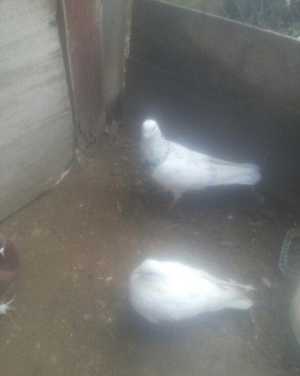 bu 5 qus satilir. tam saqlamdı.optovoy 17 manat.tek tek 4 manatdan ist