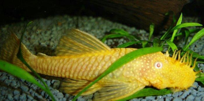 Antisitruslarin balalari satisda. Sari rengde. 1-sm1. 5-sm2-sm. Watc