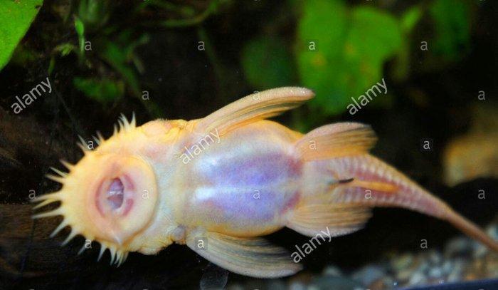 Antisitruslarin balalari satisda. Sari rengde. 1-sm1. 5-sm2-sm. Watc