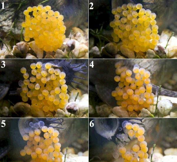 Antisitruslarin balalari satisda. Sari rengde. 1-sm1. 5-sm2-sm. Watc