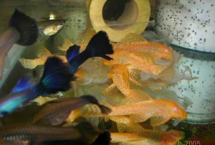 Antisitruslarin balalari satisda. Sari rengde. 1-sm1. 5-sm2-sm. Watc