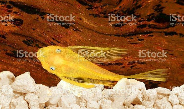 Antisitruslarin balalari satisda. Sari rengde. 1-sm1. 5-sm2-sm. Watc