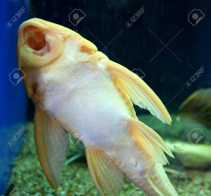 Antisitruslarin balalari satisda. Sari rengde. 1-sm1. 5-sm2-sm. Watc