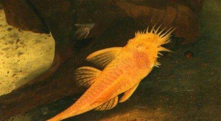 Antisitruslarin balalari satisda. Sari rengde. 1-sm1. 5-sm2-sm. Watc