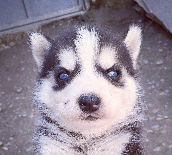 Salam temiz xaski balaları satılır erkek dişi var 1 aylıq balalardı 4