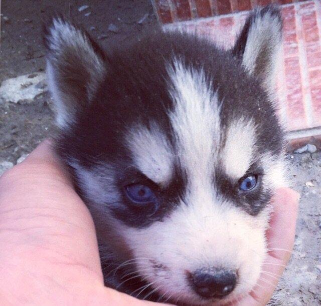 Salam temiz xaski balaları satılır erkek dişi var 1 aylıq balalardı 4