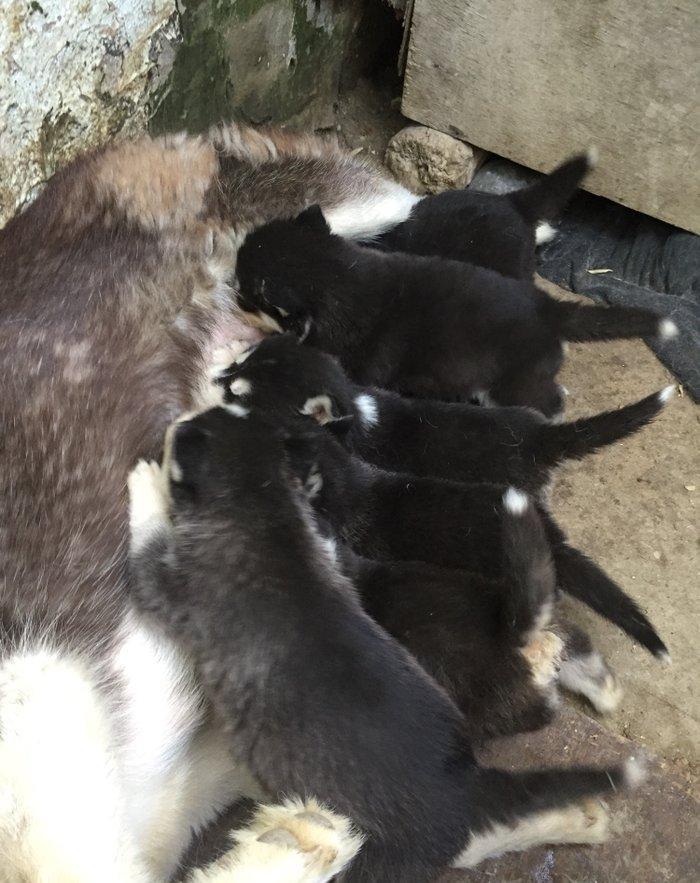 Salam temiz xaski balaları satılır erkek dişi var 1 aylıq balalardı 4