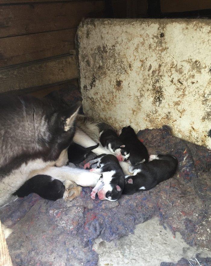 Salam temiz xaski balaları satılır erkek dişi var 1 aylıq balalardı 4