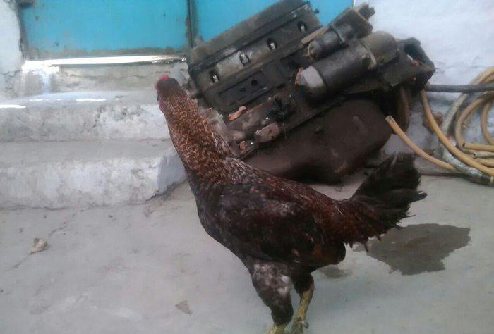 Heyratı xoruzu satiram.
1 il 6 ayliqdi.
Giymetde razilasmaq olar.