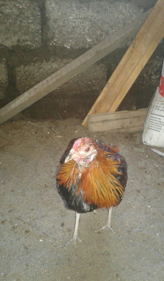 5 ayliq qizili feniks becesi temiz cinsdi saqlam ve aktivdi tekdi deye