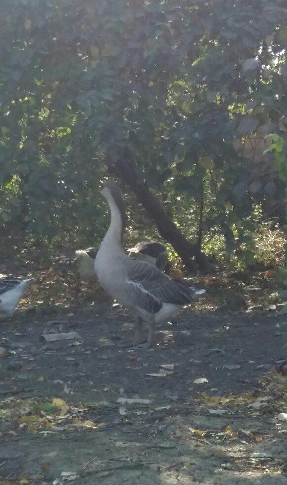 Kuban qazı 2 ədəd erkəy çox iri heyvanlardı qiymət birinə aiddi