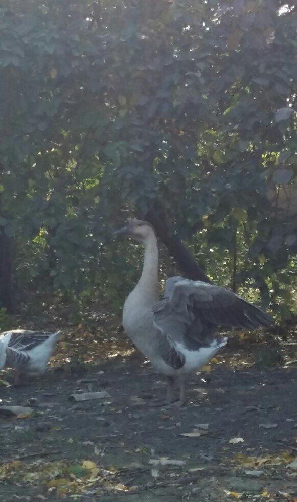 Kuban qazı 2 ədəd erkəy çox iri heyvanlardı qiymət birinə aiddi