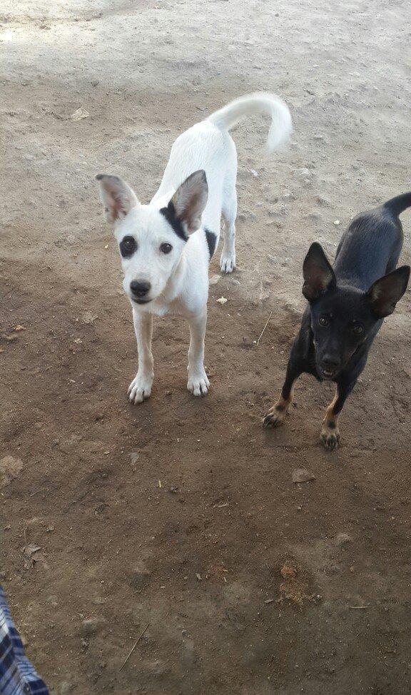 doqquz ayligdilar zvanok itler qara disidi ag erkeydi cutu 100 manat