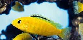 baliqlar 1 azn 1.50 az. unvan yeni yasamal.
limonnik
delfin
faer fiş
p