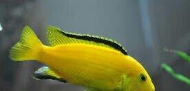 baliqlar 1 azn 1.50 az. unvan yeni yasamal.
limonnik
delfin
faer fiş
p