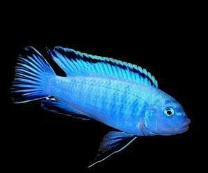 baliqlar 1 azn 1.50 az. unvan yeni yasamal.
limonnik
delfin
faer fiş
p